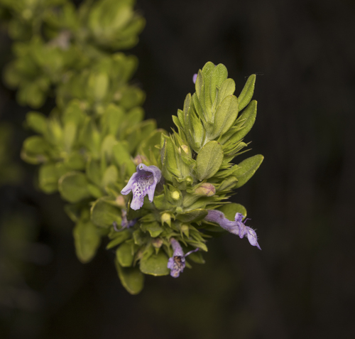 Clinopodium chilense