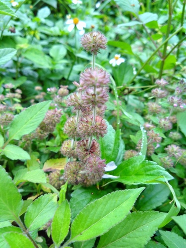 Clinopodium chinense (Wild Basil) — photo