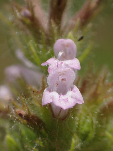 Clinopodium chinense