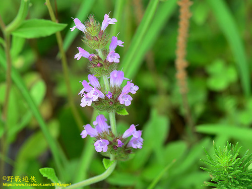 Clinopodium chinense (Wild Basil) — photo