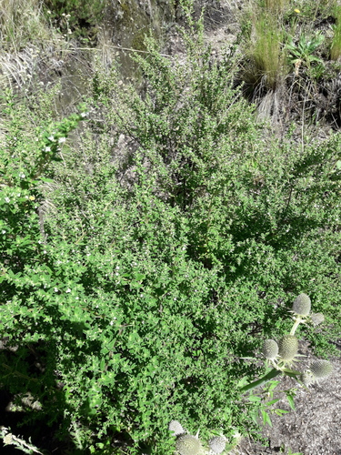 Clinopodium gilliesii — photo