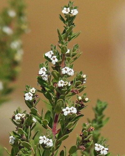 Clinopodium gilliesii