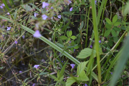 Clinopodium glabellum — photo
