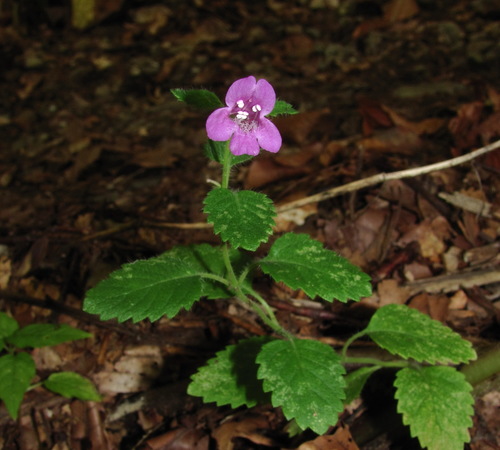 Clinopodium grandiflorum (Mint savory) — photo