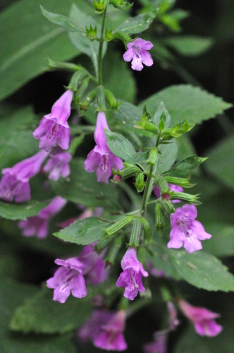Clinopodium grandiflorum