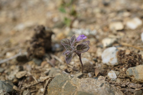 Clinopodium graveolens — photo