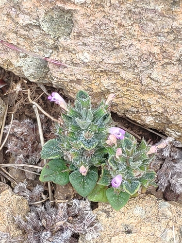 Clinopodium graveolens — photo
