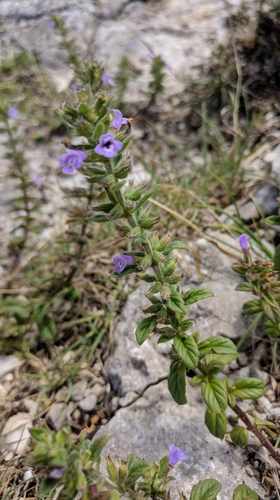 Clinopodium graveolens subsp. rotundifolium — photo