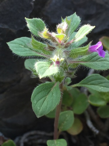 Clinopodium graveolens subsp. rotundifolium — photo
