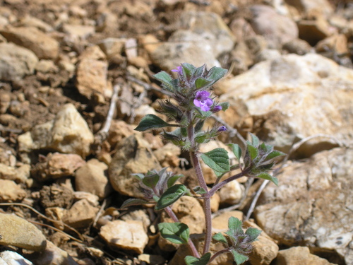 Clinopodium graveolens subsp. rotundifolium
