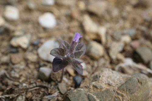 Clinopodium graveolens