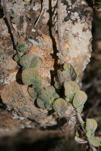 Clinopodium insulare — photo