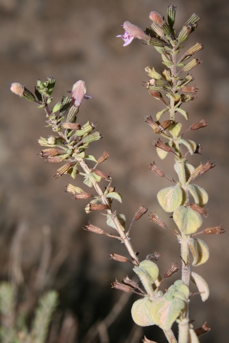 Clinopodium insulare