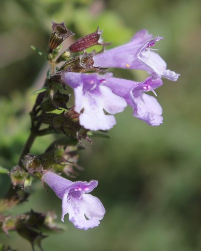 Clinopodium menthifolium (Calamint) — photo
