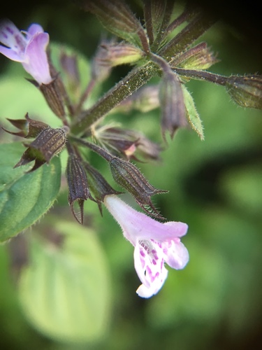 Clinopodium menthifolium (Calamint) — photo
