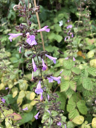 Clinopodium menthifolium subsp. ascendens (Common calamint) — photo