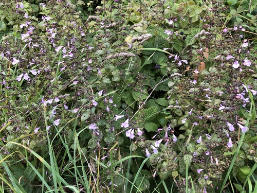 Clinopodium menthifolium subsp. ascendens (Common calamint) — photo