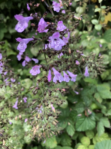 Clinopodium menthifolium subsp. ascendens