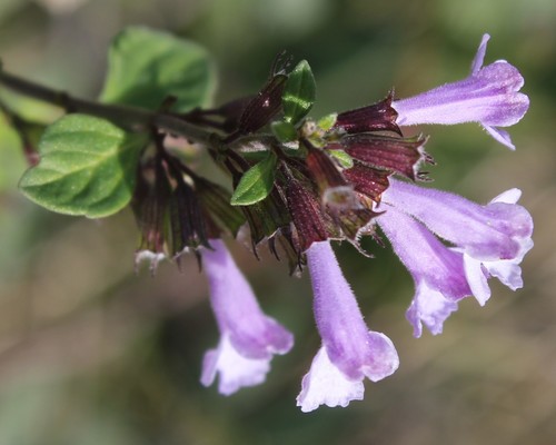 Clinopodium menthifolium