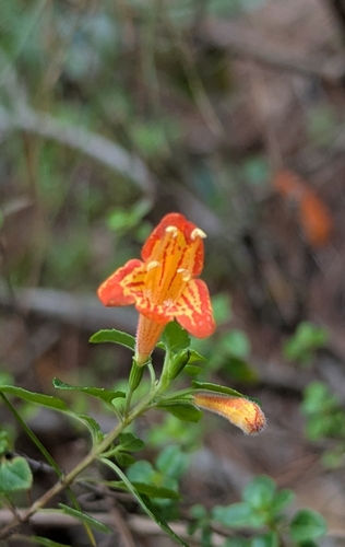 Clinopodium mexicanum (Orange-flowered Mexican Savory) — photo