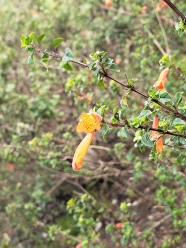 Clinopodium mexicanum (Orange-flowered Mexican Savory) — photo