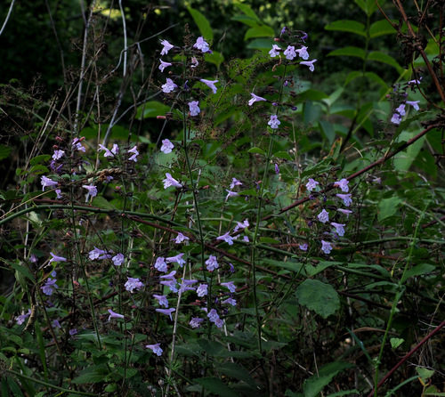Clinopodium nepeta (Lesser calamint) — photo