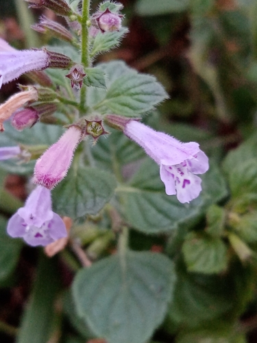 Clinopodium nepeta (Lesser calamint) — photo