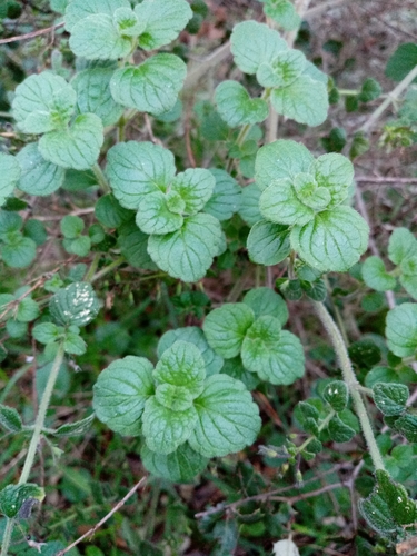 Clinopodium nepeta subsp. glandulosum — photo