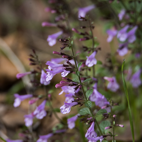 Clinopodium nepeta subsp. glandulosum — photo
