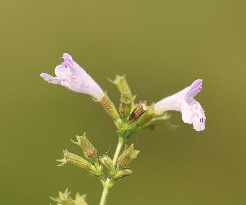 Clinopodium nepeta subsp. glandulosum