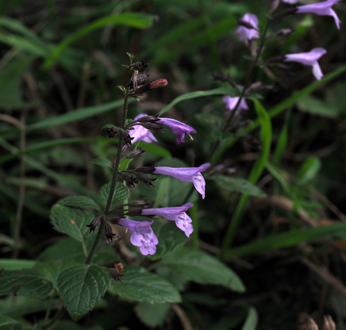 Clinopodium nepeta