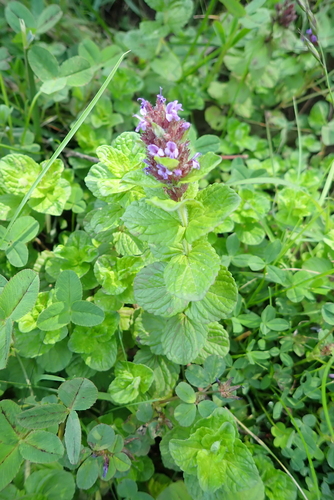 Clinopodium paradoxum