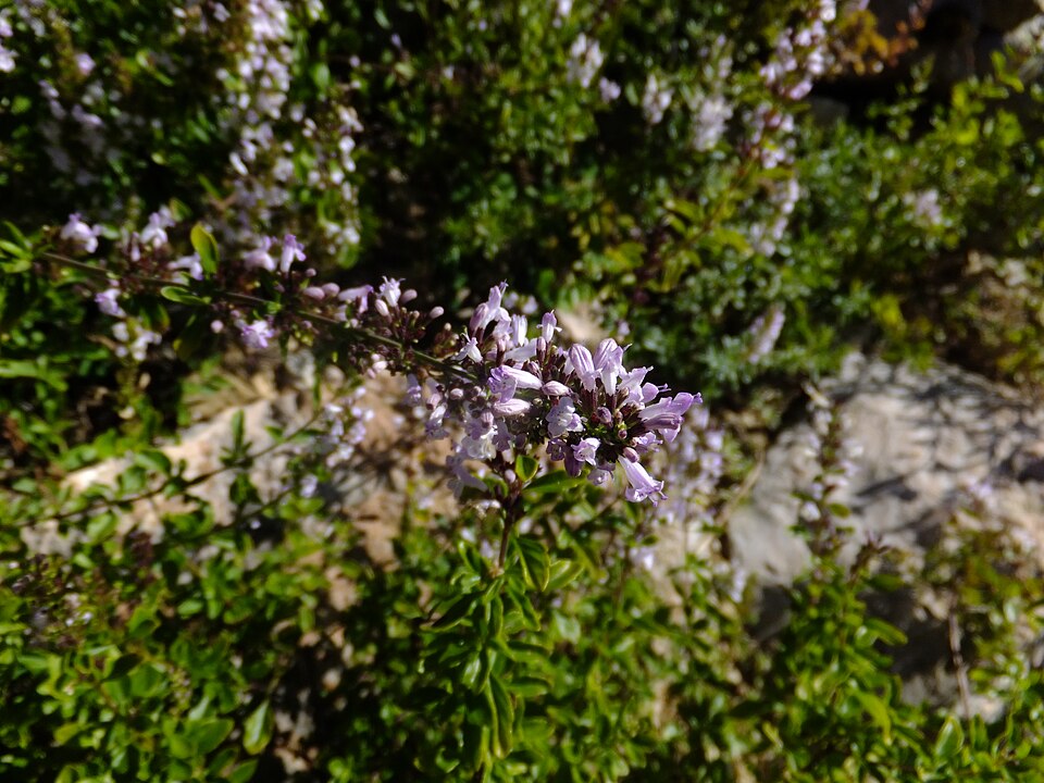 Clinopodium thymifolium (Mountain mint) — photo