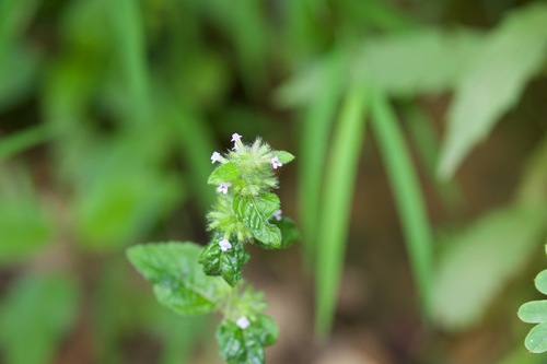 Clinopodium umbrosum — photo