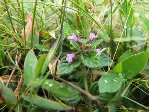 Clinopodium umbrosum