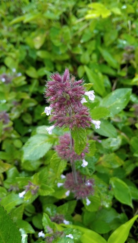 Clinopodium umbrosum — photo