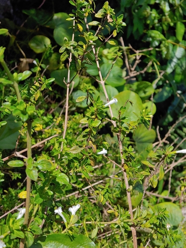 Clinopodium vimineum (Costa Rican mint bush) — photo