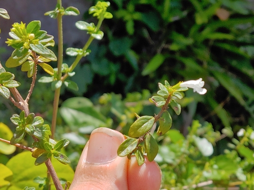 Clinopodium vimineum (Costa Rican mint bush) — photo