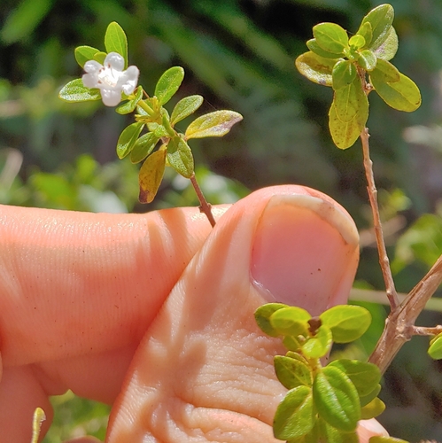 Clinopodium vimineum
