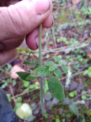 Clinopodium vulgare (Field basil) — photo