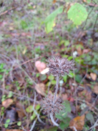 Clinopodium vulgare (Field basil) — photo