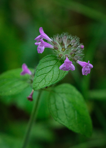 Clinopodium vulgare