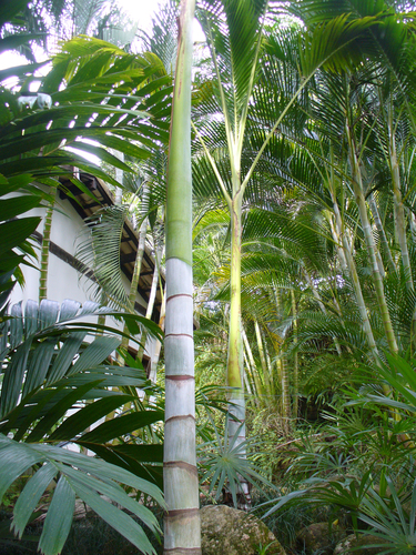 Clinostigma harlandii (Ngami igh) — photo