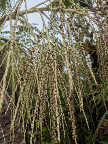 Clinostigma harlandii (Ngami igh) — photo