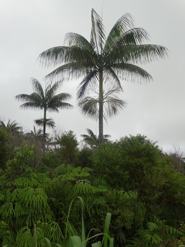 Clinostigma harlandii