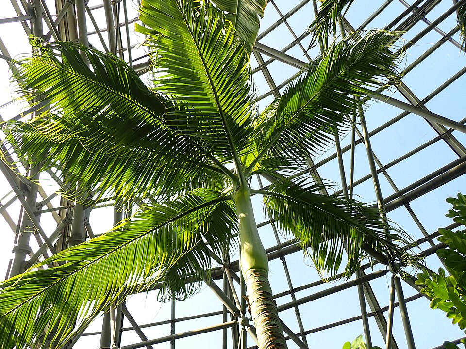Clinostigma savoryanum (Arrack palm) — photo
