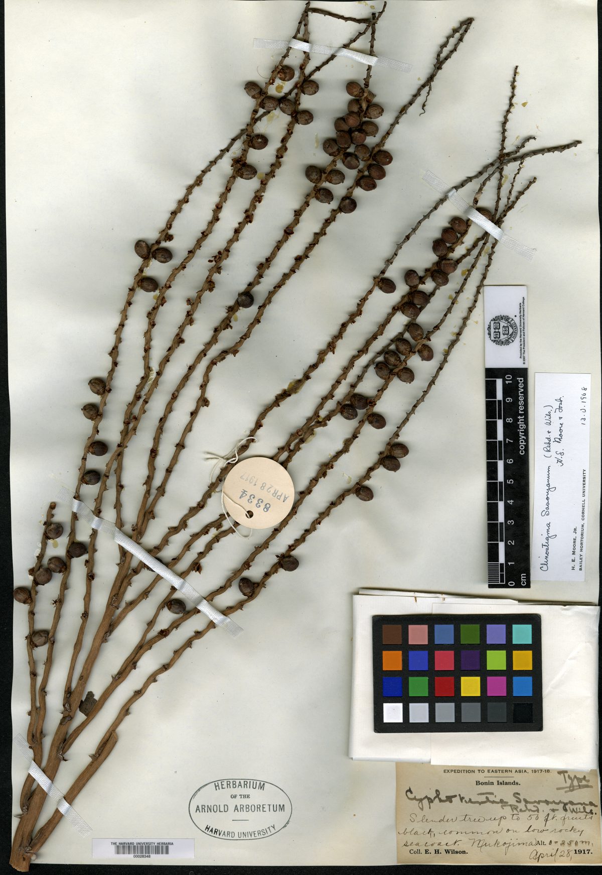 Clinostigma savoryanum (Arrack palm) — photo