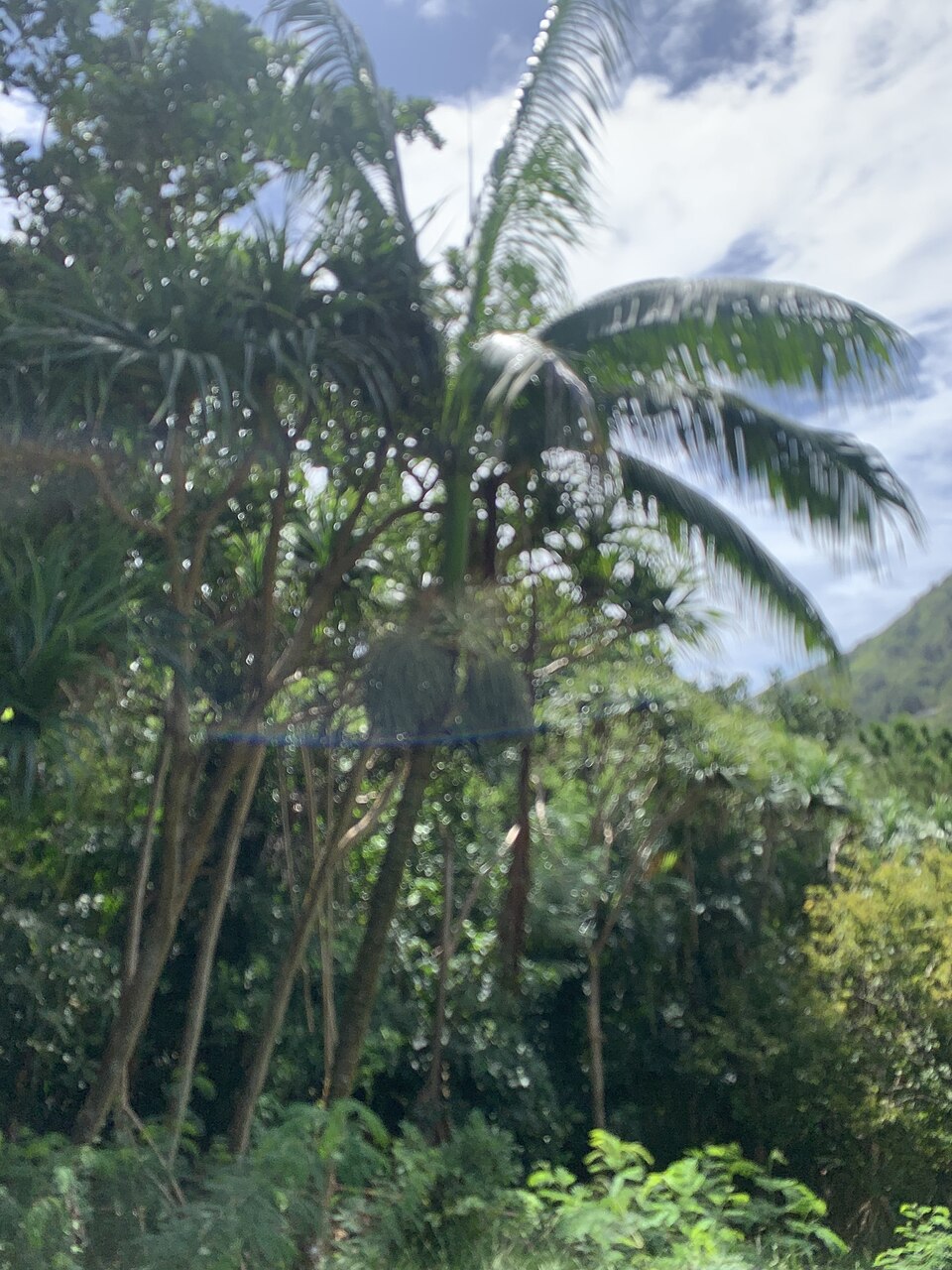 Clinostigma savoryanum