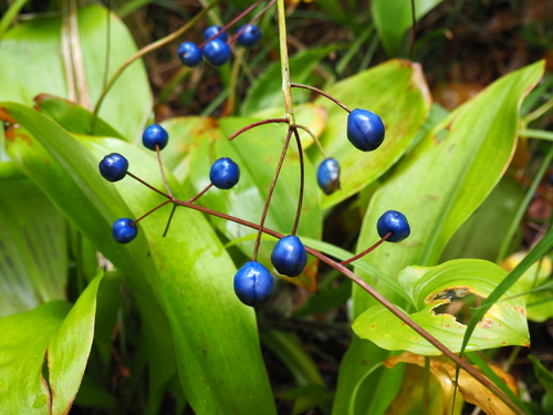 Clintonia udensis — photo