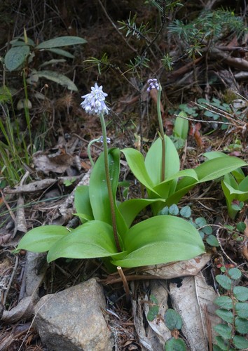 Clintonia udensis — photo